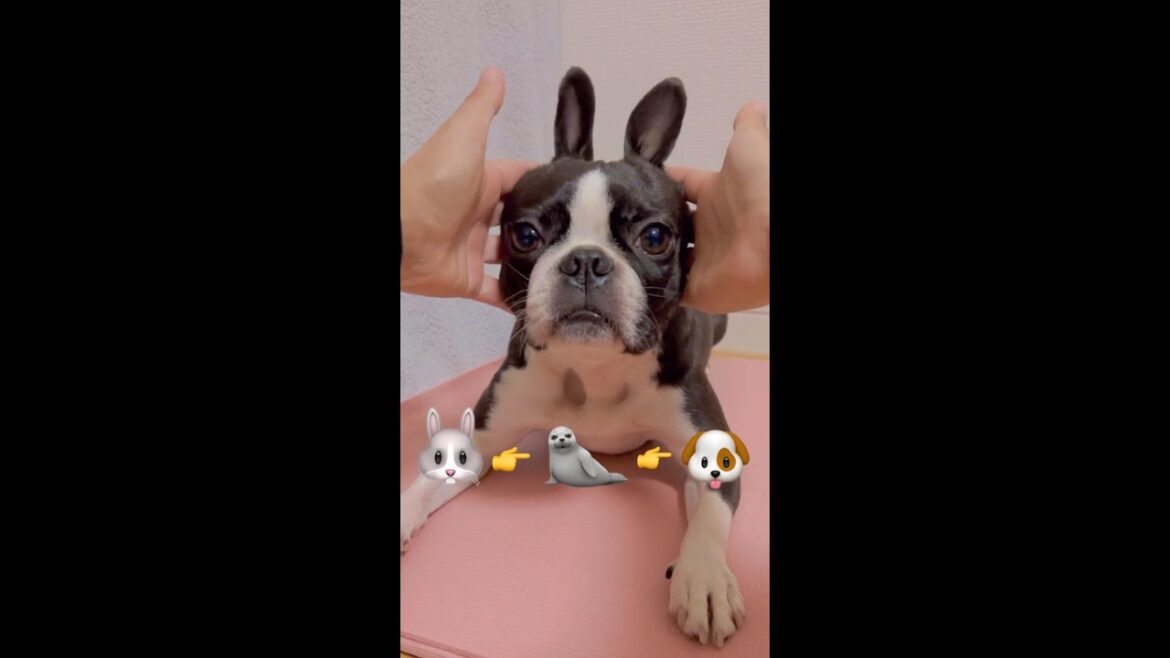 うさぎ🐰あざらし🦭いーぬ🐶３連チャン【ボストンテリア】