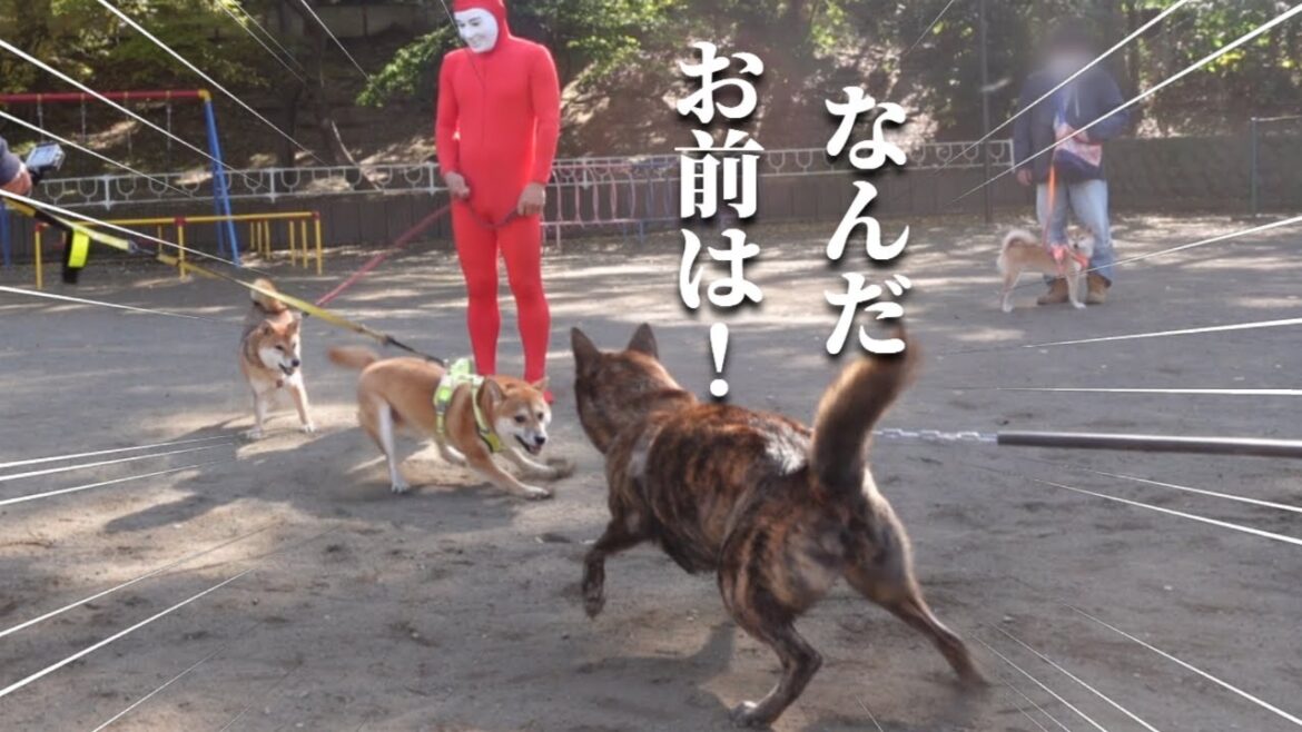 犬嫌いの甲斐犬に挑む柴犬!ツッコミどころが多すぎてカオスになりました 【コラボ動画】【甲斐犬・柴犬】 @wantanosuke     @oketsuneko   @kawazoiniaruku   犬嫌いの甲斐犬に挑む柴犬!ツッコミどころが多すぎてカオスになりました 【コラボ動画】【甲斐犬・柴犬】 @wantanosuke     @oketsuneko   @kawazoiniaruku  