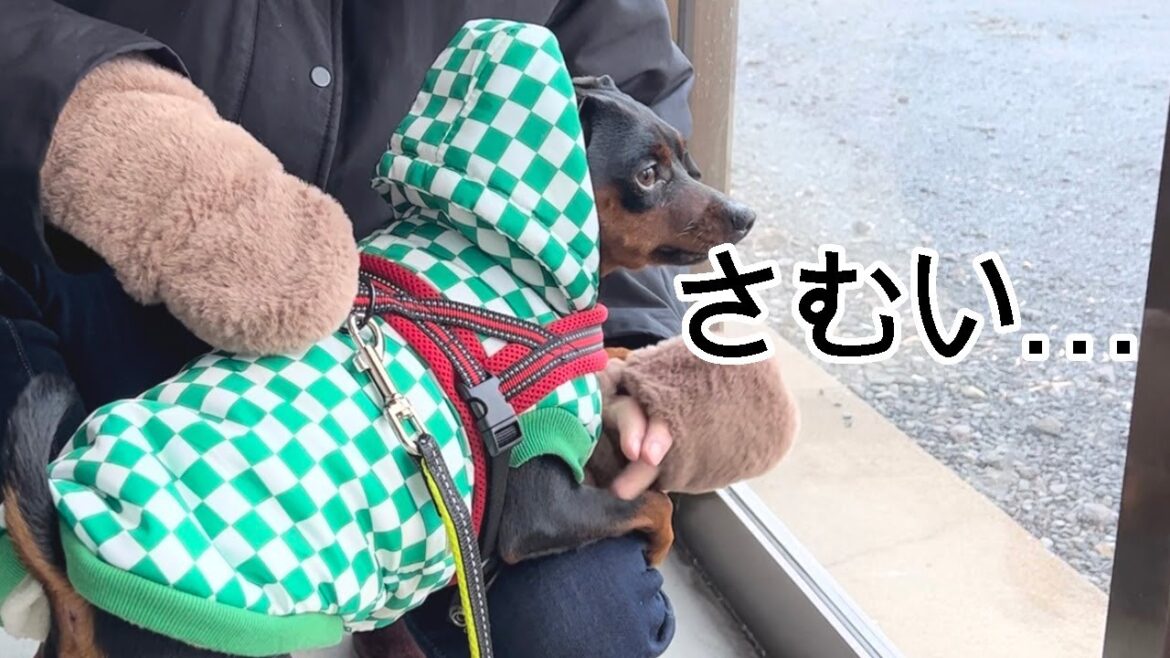 散歩に行きたいけどやっぱり寒いジロ【ミニピン】【イタグレ】
