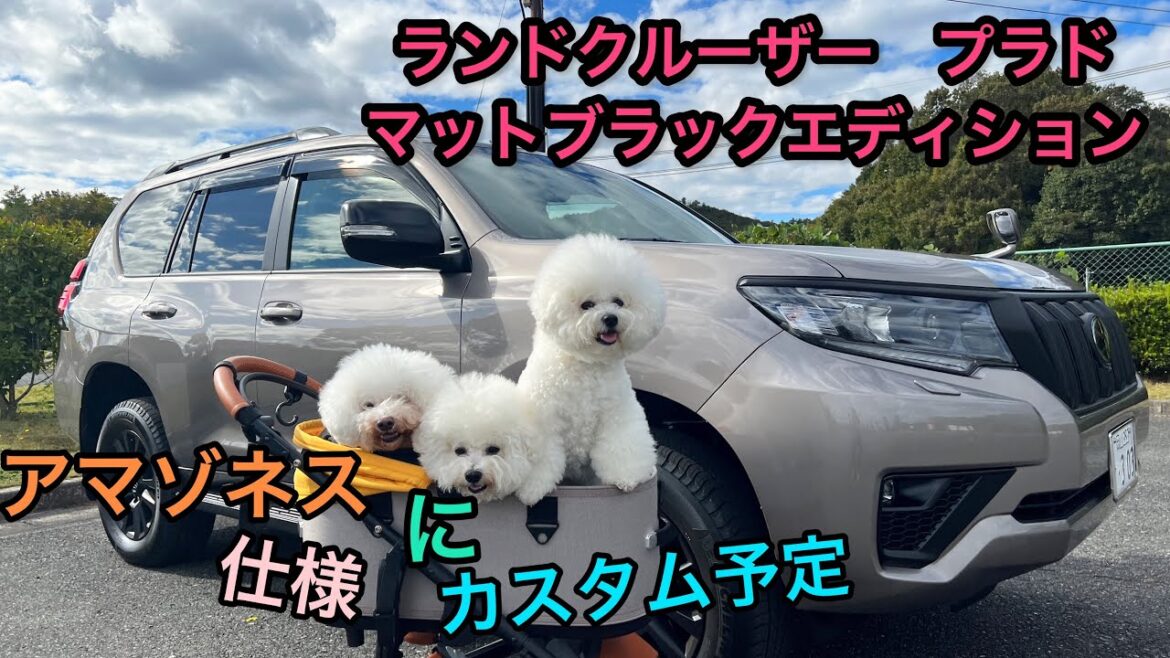 ビションフリーゼ三姉妹のNEWアマゾネス車🚗【車中泊】も出来る３WAYマットレス