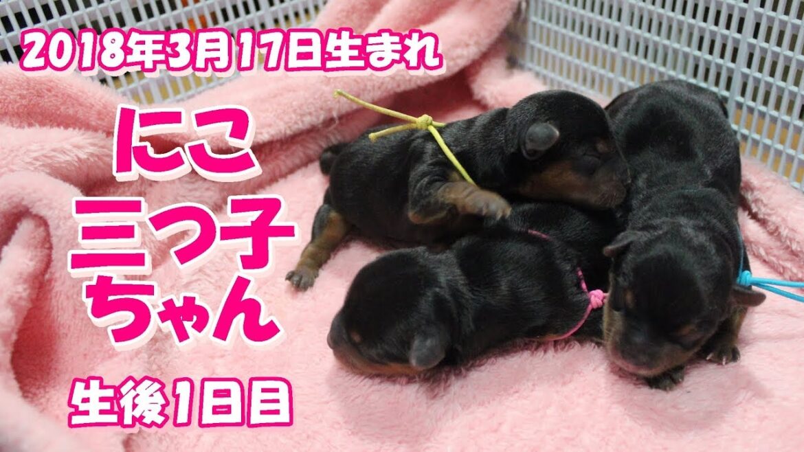 2018年3月17日生まれ・にこの三つ子ちゃん（生後1日目）【出産シーンアリ！貴重映像】