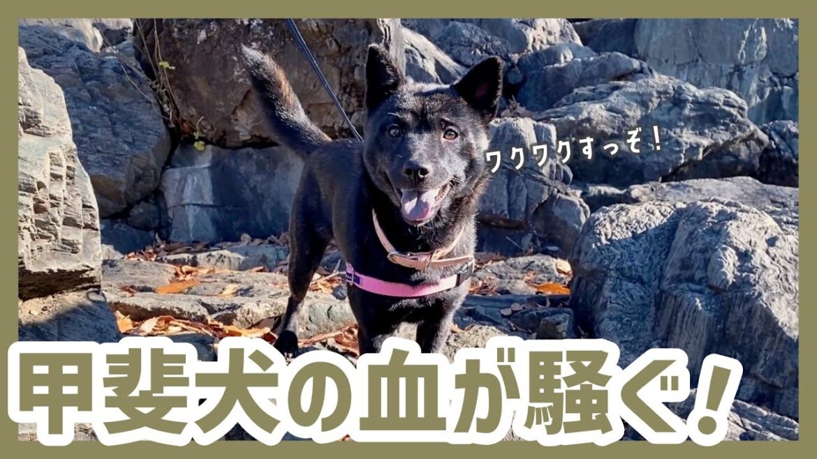 甲斐犬を岩山に連れて行ってみたら、猟犬の血が騒いだようで…!?甲斐犬のリアルな散歩コース《後編》 甲斐犬を岩山に連れて行ってみたら、猟犬の血が騒いだようで…!?甲斐犬のリアルな散歩コース《後編》