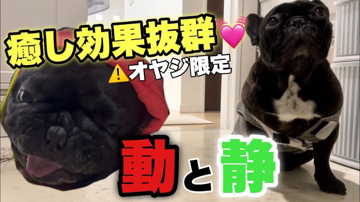 【小ネタ】愛犬フレンチブルドッグが疲れきった主を癒してくれるかわいすぎる行動