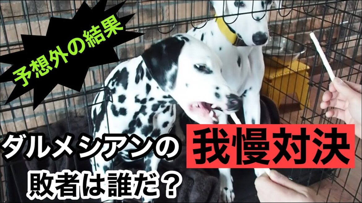 【我慢対決】多頭飼いしているダルメシアンがおやつを前に「待て」の我慢対決をしたらどんな結末になる??#大型犬#ダルメシアン#我慢対決 【我慢対決】多頭飼いしているダルメシアンがおやつを前に「待て」の我慢対決をしたらどんな結末になる??#大型犬#ダルメシアン#我慢対決