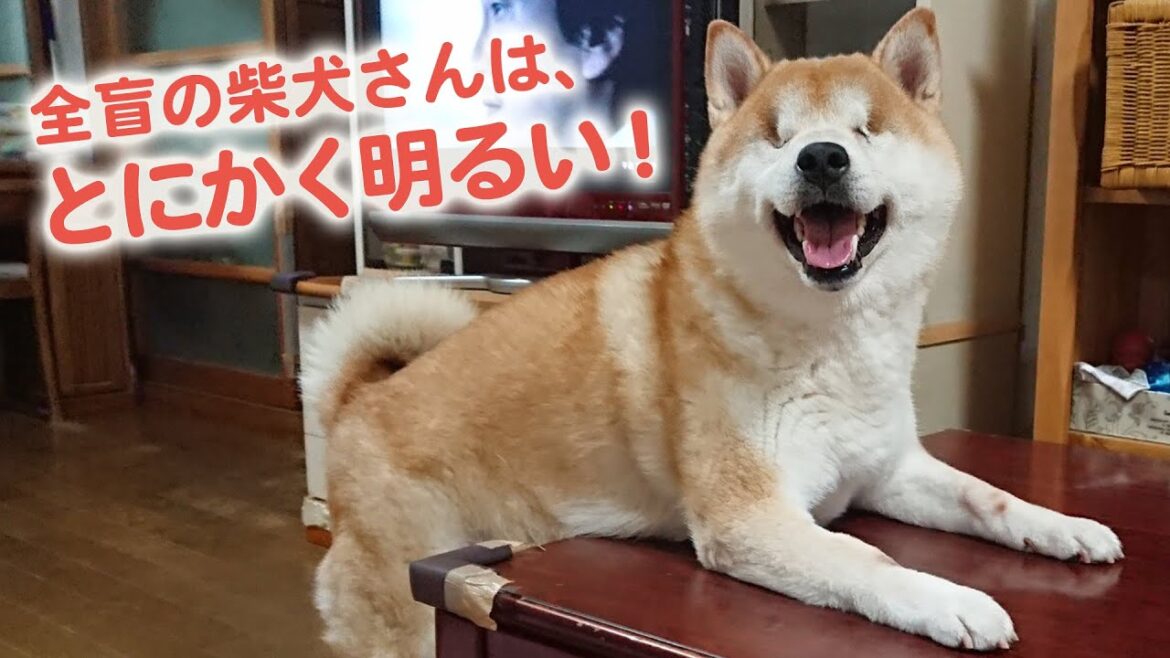 これが両目のない柴犬よっ! 緑内障で両目とも摘出した柴犬さん、元気で明るすぎる|PECO これが両目のない柴犬よっ! 緑内障で両目とも摘出した柴犬さん、元気で明るすぎる|PECO
