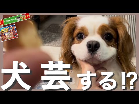 【キャバリア】検証!ご褒美があると犬芸ちゃんとしてくれる!? 【キャバリア】検証!ご褒美があると犬芸ちゃんとしてくれる!?