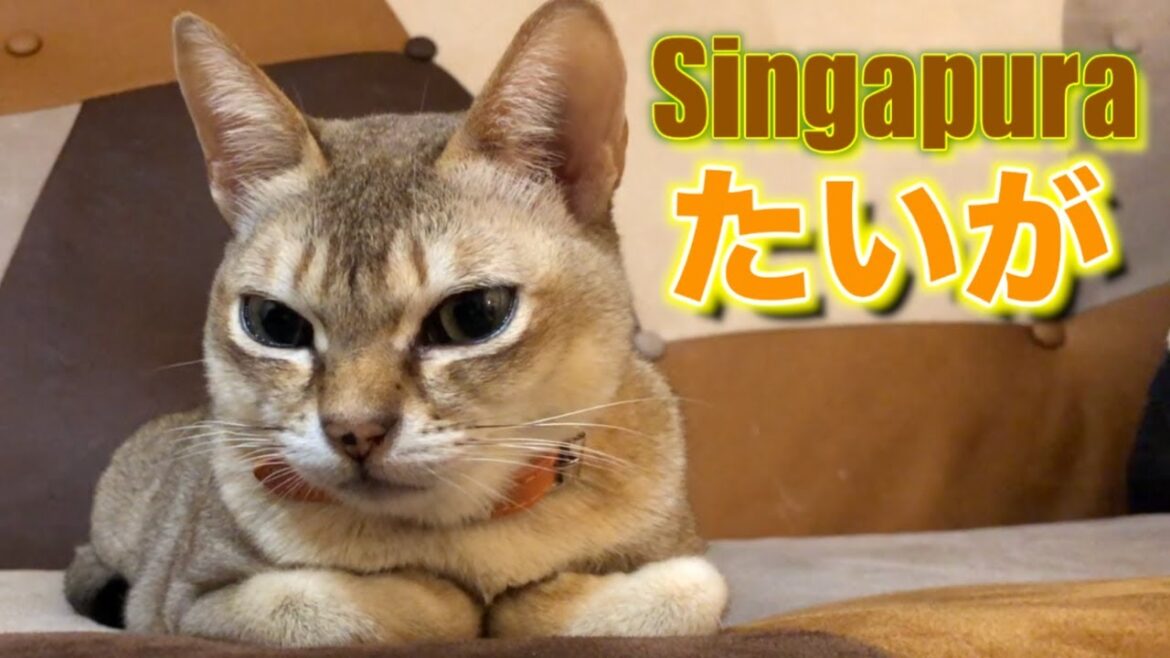 【シンガプーラの性格】僕の性格知りたいかぁ〜♪ 【シンガプーラの性格】僕の性格知りたいかぁ〜♪
