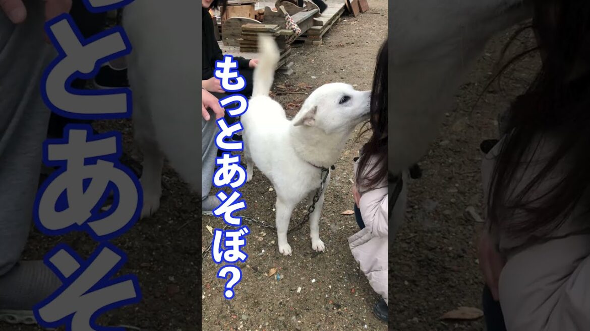 紀州犬ユキナ大好き人間 #Shorts