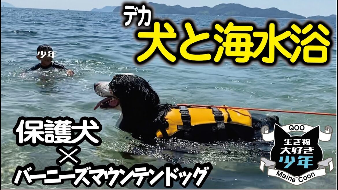 【保護犬×バーニーズマウンテンドッグ】と海水浴