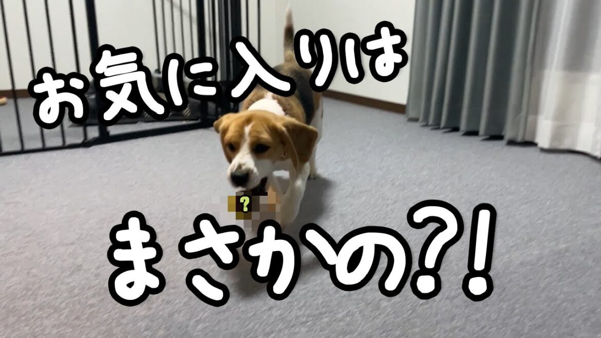 １番のお気に入りになったオモチャが予想外でした