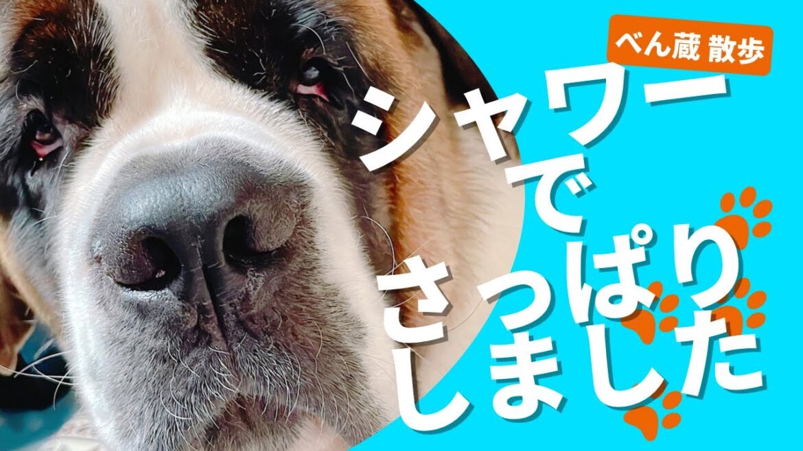 【大型犬 セントバーナード】シャワーでサッパリべん蔵です🐶
