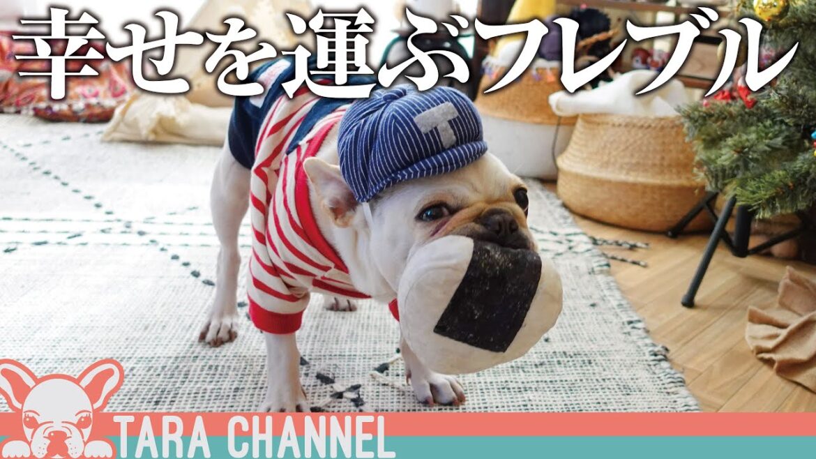 科学的に証明された人に幸せを運ぶ犬【フレンチブルドッグ】