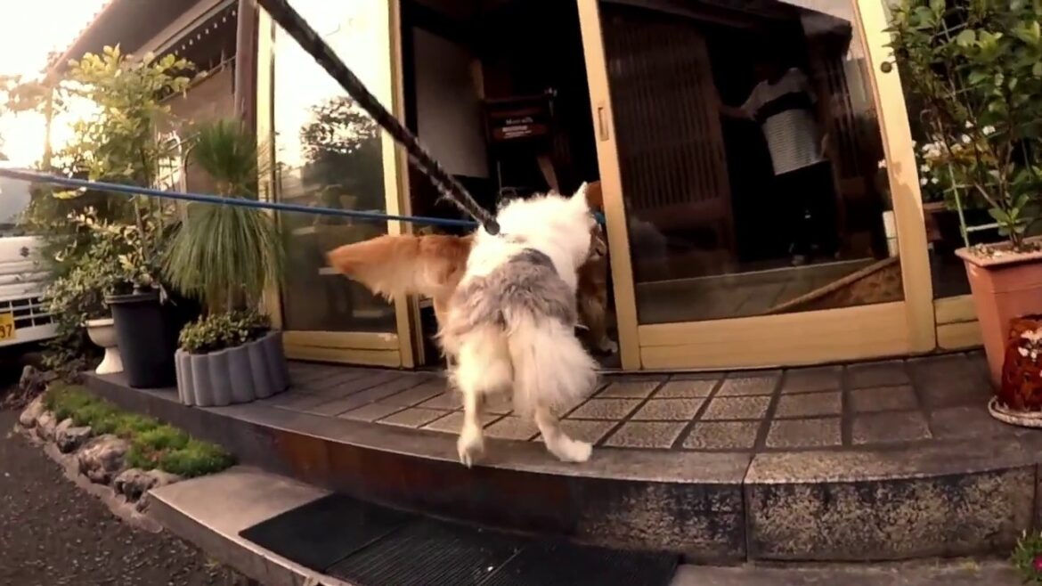 オーストラリアンシェパードが階段を踏み外す