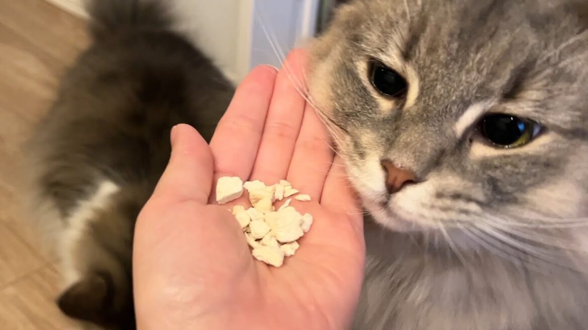 寒い日の朝と猫。消えたおやつ ノルウェージャンフォレストキャット