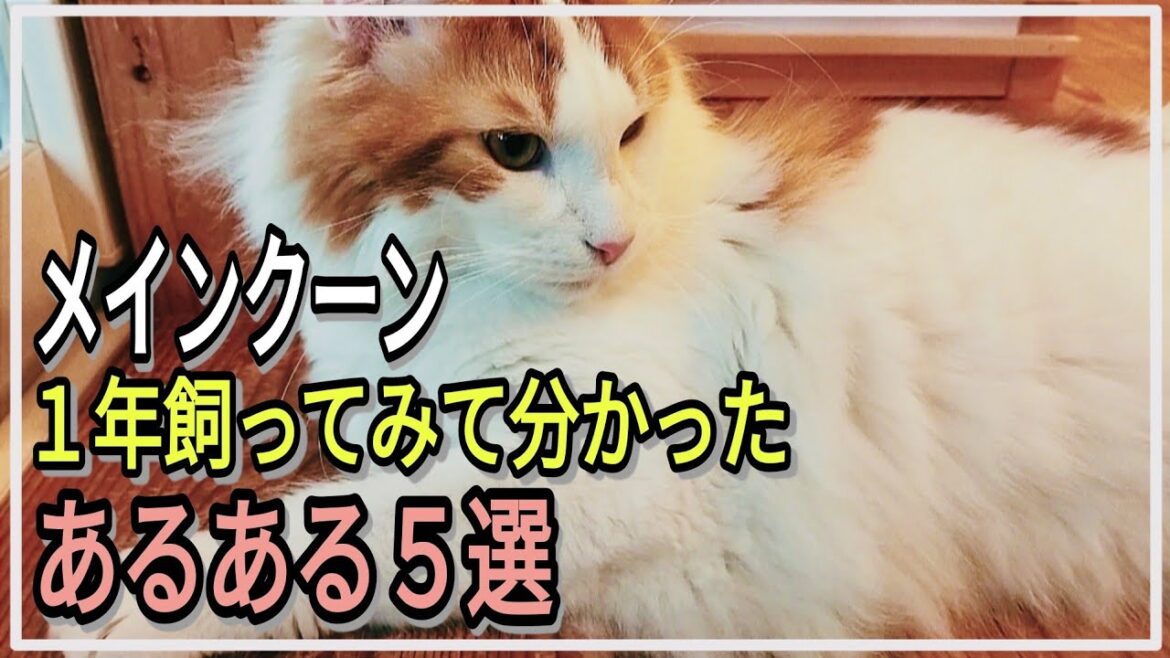 実際メインクーンを1年以上飼ってみて分かった事【5選】 実際メインクーンを1年以上飼ってみて分かった事【5選】