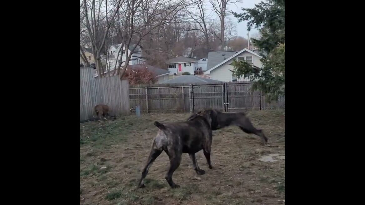 Agile: Serbian Defense Dog
