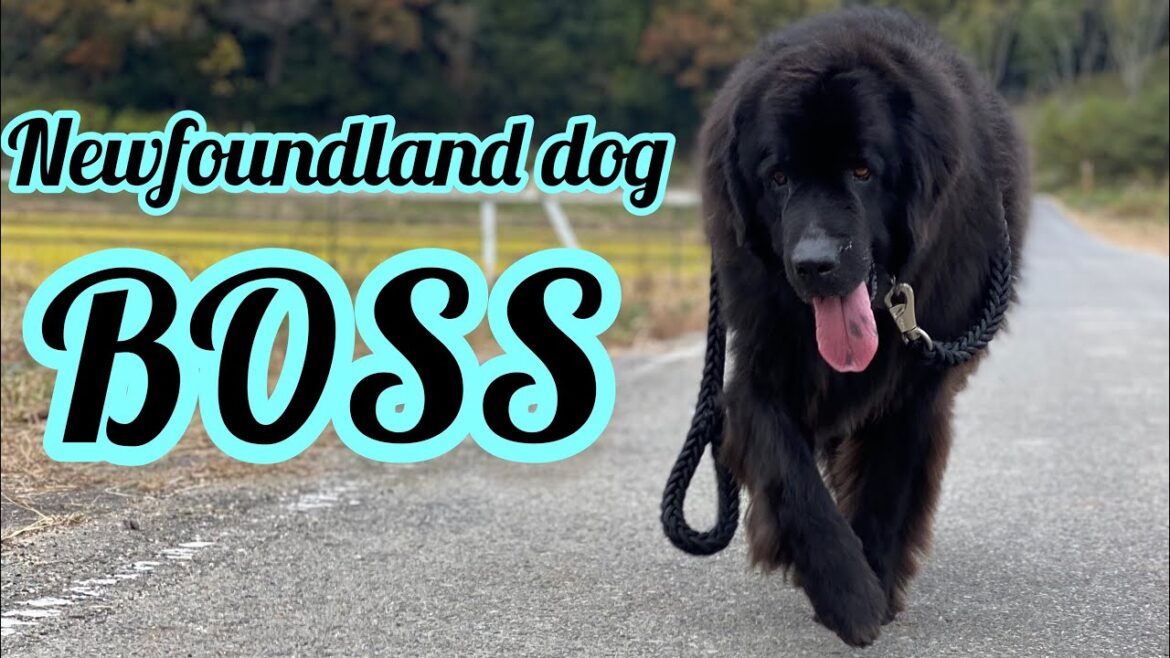 4K60 超大型犬 ニューファンドランド ボス君 グレートデーン クィーンちゃん 渡辺ボス 渡辺ボス giantdog bossandQueen