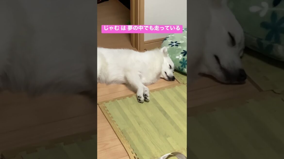 夢の中で駆け回るじゃむ【日本スピッツじゃむの夢】