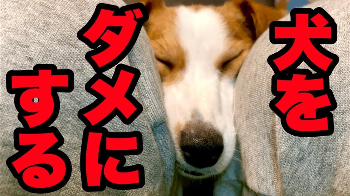 【おすすめ】犬をダメにする最強リラックスアイテム［しゃべる犬 ジャックラッセルテリア］
