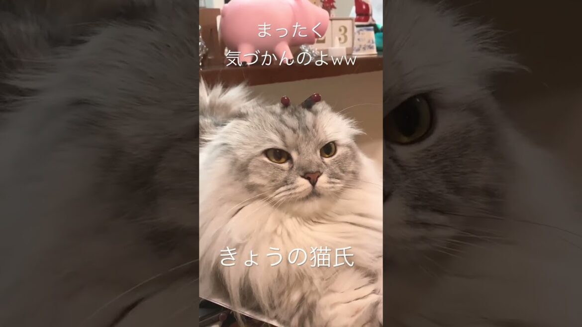 きょうの猫氏 #shorts #cat #スコティッシュフォールド #猫