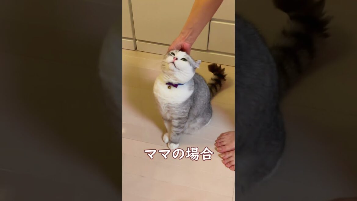 次男の抱っこだけは許せない兄猫@shotrs