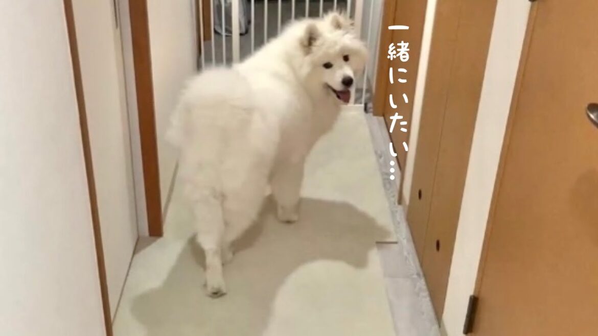 最近の甘えん坊サモエド動画集【大型犬】【samoyed】 最近の甘えん坊サモエド動画集【大型犬】【samoyed】