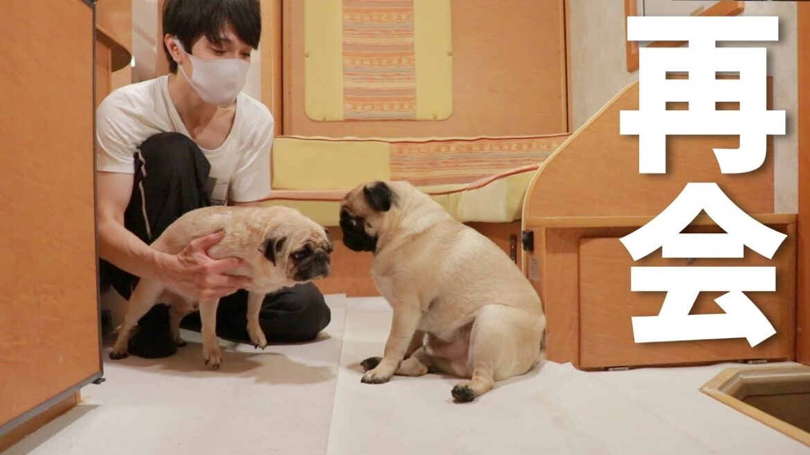 【感動】生後2ヶ月でお別れしたお母さんと再会したパグの反応 【感動】生後2ヶ月でお別れしたお母さんと再会したパグの反応