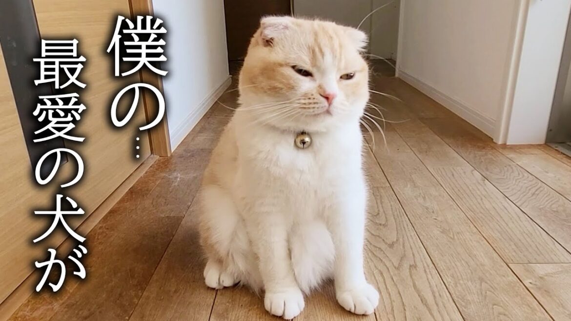 最愛の犬を預けたら寂しくてニャーニャー泣いて必死に探す子猫がこちら...