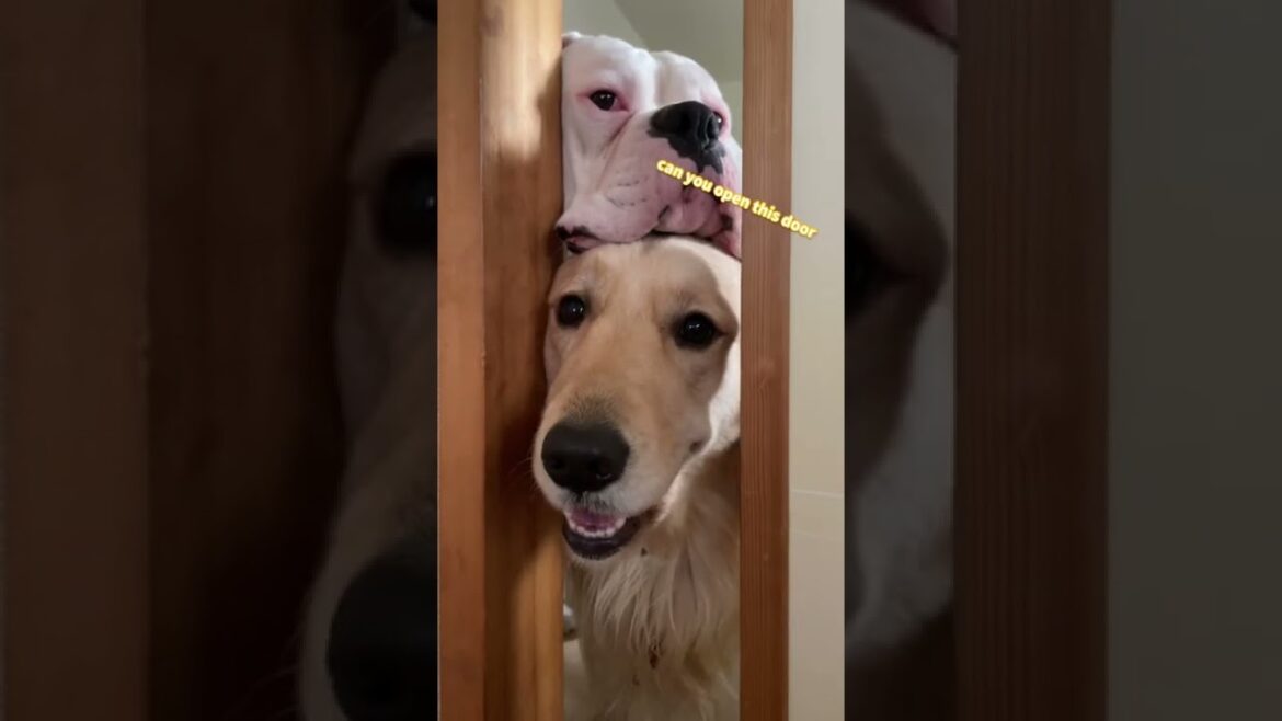 ここ開けて〜🚪ゴールデンレトリバー　ボクサー犬