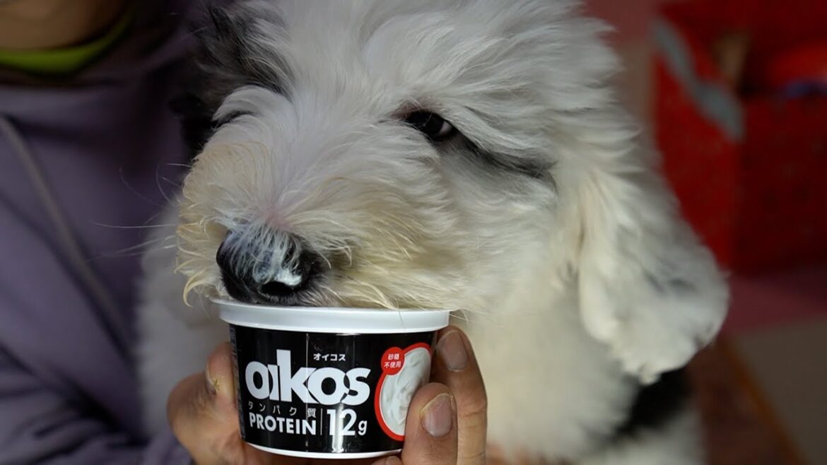 ヨーグルトが美味しすぎて🤩ひたすら舐め続ける‼️オールドイングリッシュ・シープドッグ子犬(生後2ヶ月) ヨーグルトが美味しすぎて🤩ひたすら舐め続ける‼️オールドイングリッシュ・シープドッグ子犬(生後2ヶ月)