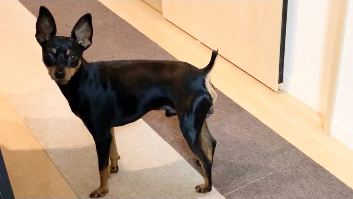 飼い主へ片思いするも思いが届かないミニチュアピンシャー