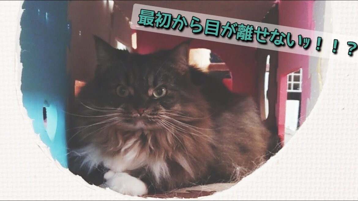 〇〇は見たｯ！！【ﾉﾙｳｪｰｼﾞｬﾝ×ﾍﾟﾙｼｬ】【ｽｺﾃｨｯｼｭ】