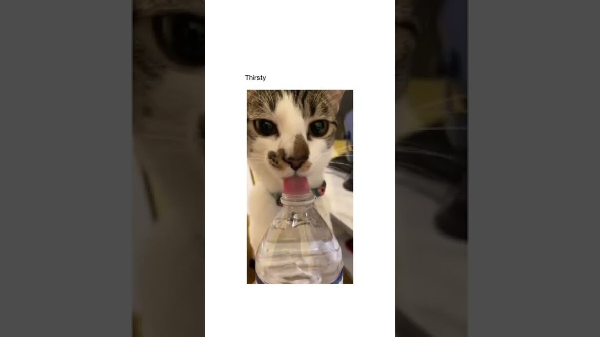 Cute Cats I found on internet part #86  #cat #kitten #cats #trendingshorts #shorts #kitty #funnycat