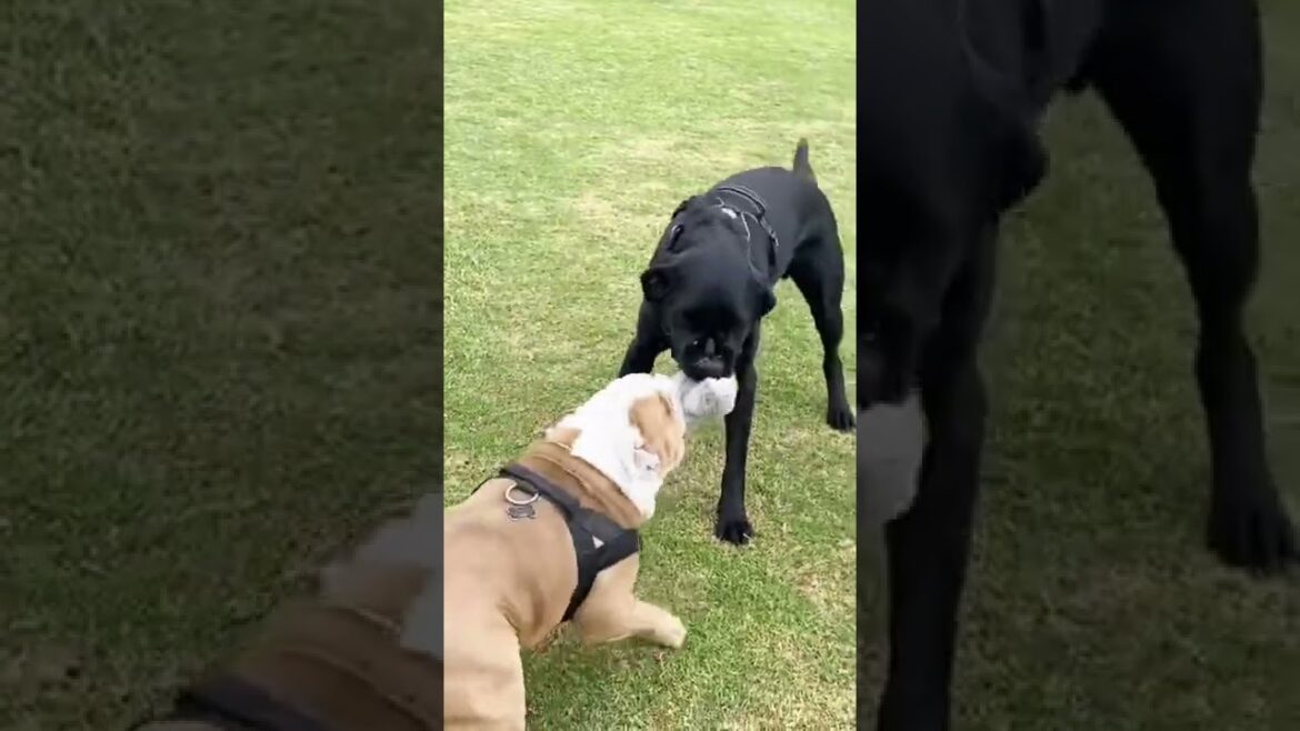ケンカ相手の飼い主に言い付けに来る犬が可愛い過ぎたwww