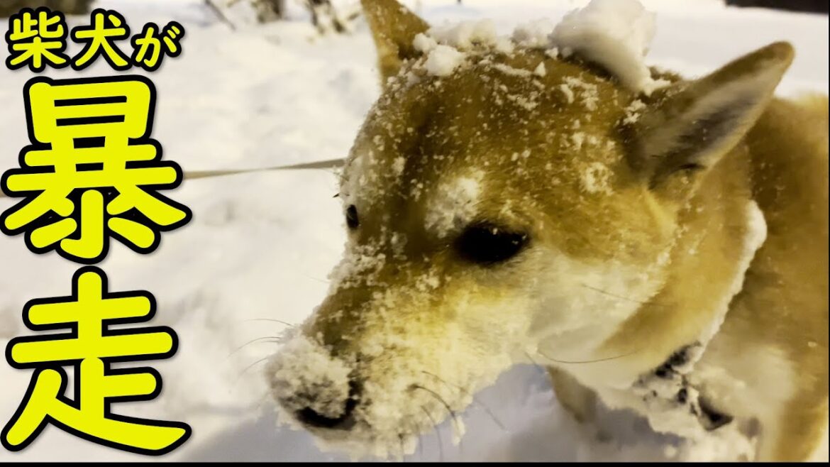 【かわいい】雪で興奮する柴犬が散歩をするとこうなります