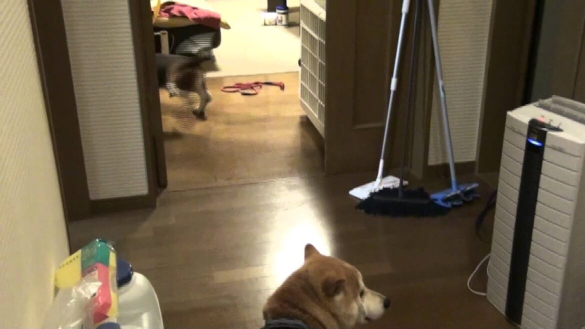 柴犬VSバセットハウンド