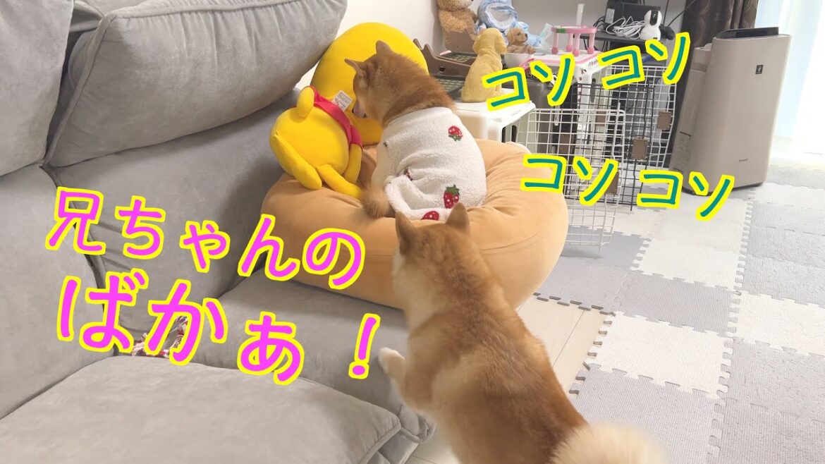 兄柴が怪しい動き・・・遊んでくれない兄柴に怒った子犬が・・・