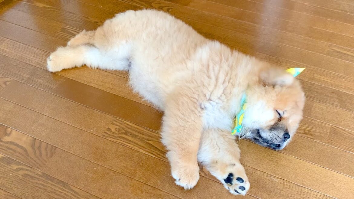 遊び尽くして充電が切れたチャウチャウの子犬はこうなります