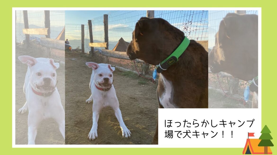 ボクサー犬2頭を連れて、ほったらかしキャンプ場で初めての犬キャン！