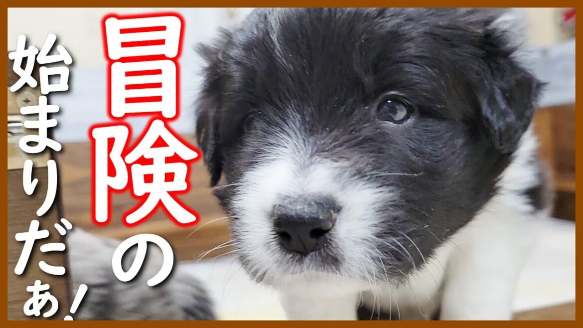 【子犬の成長】初めての外の世界に興味津々な生後26日の子犬たち😊【ボーダーコリー】