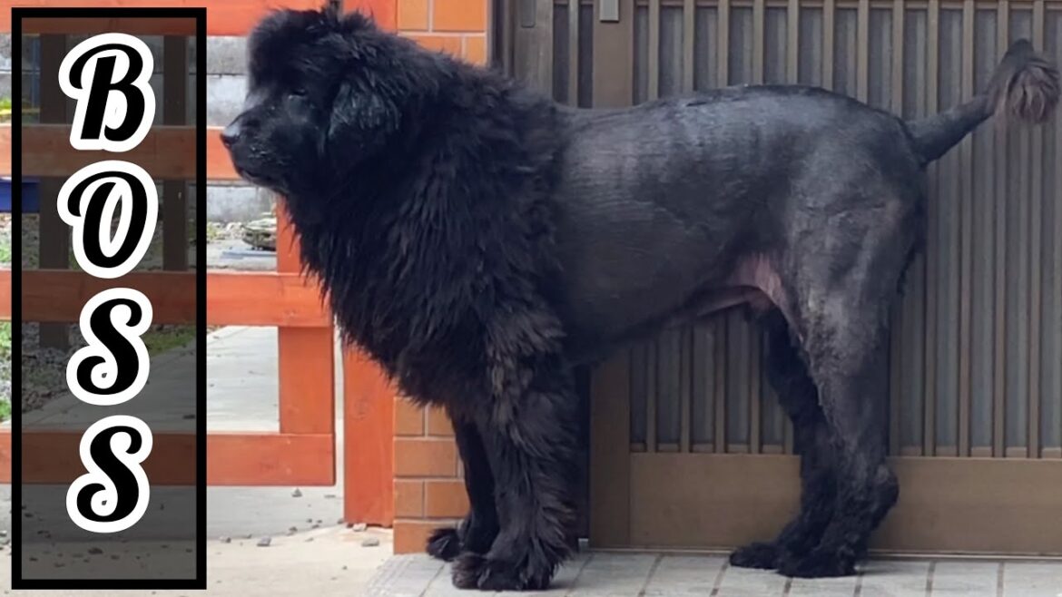ニューファンドランド サマーカット 😁❤️ ドギーマン ホームバーバー プロフェッショナル 🐶 大型犬 超大型犬 多頭飼い 渡辺ボス