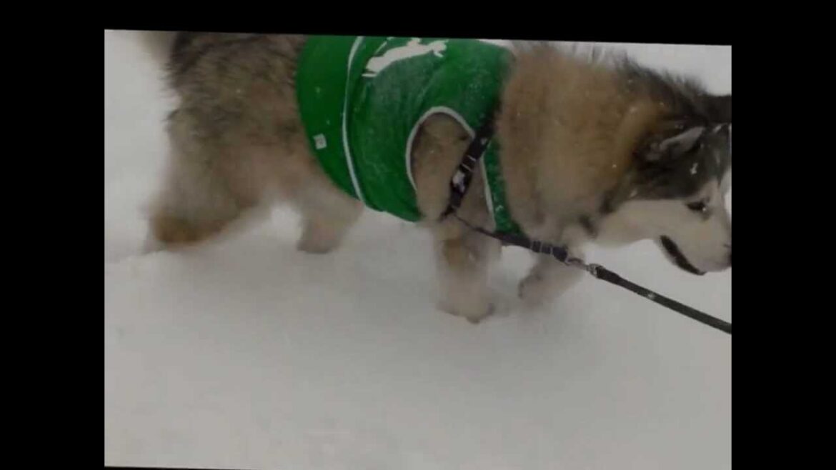 Alaskan Maramute 雪にもぐる犬　アラスカンマラミュート.wmv