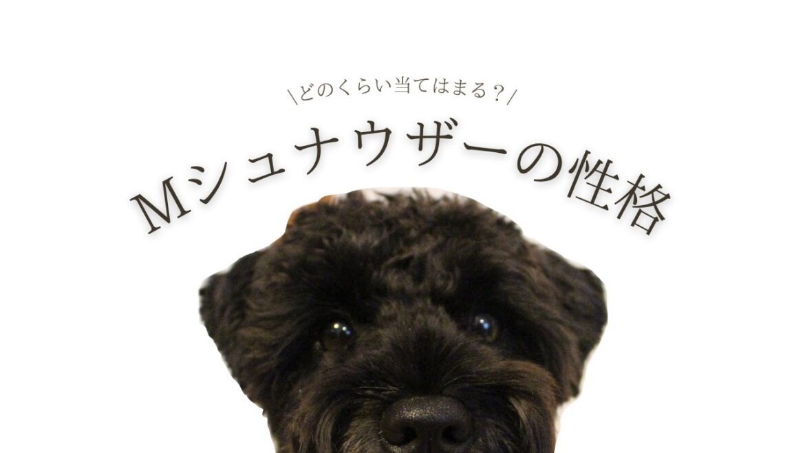ミニチュアシュナウザーの性格【８選】| 黒シュナの音ちゃん