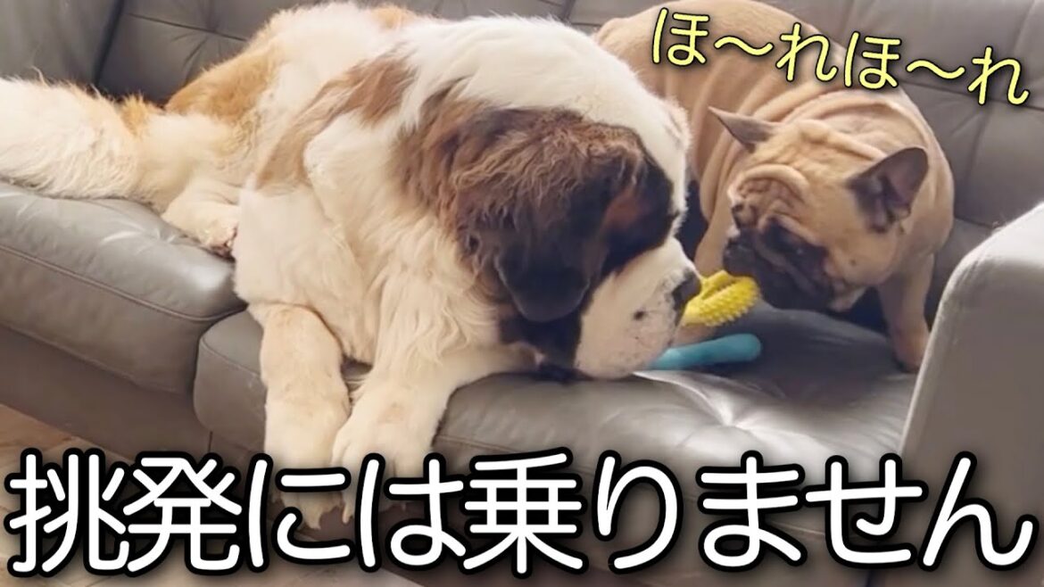 小さな先住犬の挑発にグッと堪えるセントバーナード