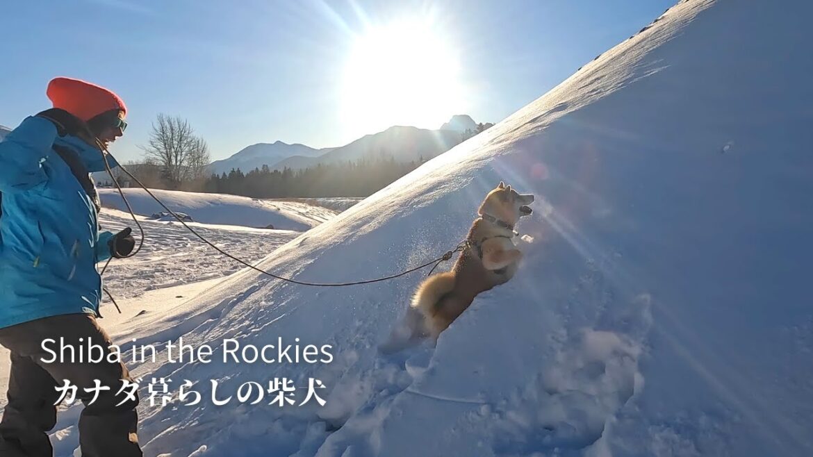 登山犬の素質が徐々に開花してきた柴犬ソラ【4K】カナダ海外生活 登山犬の素質が徐々に開花してきた柴犬ソラ【4K】カナダ海外生活