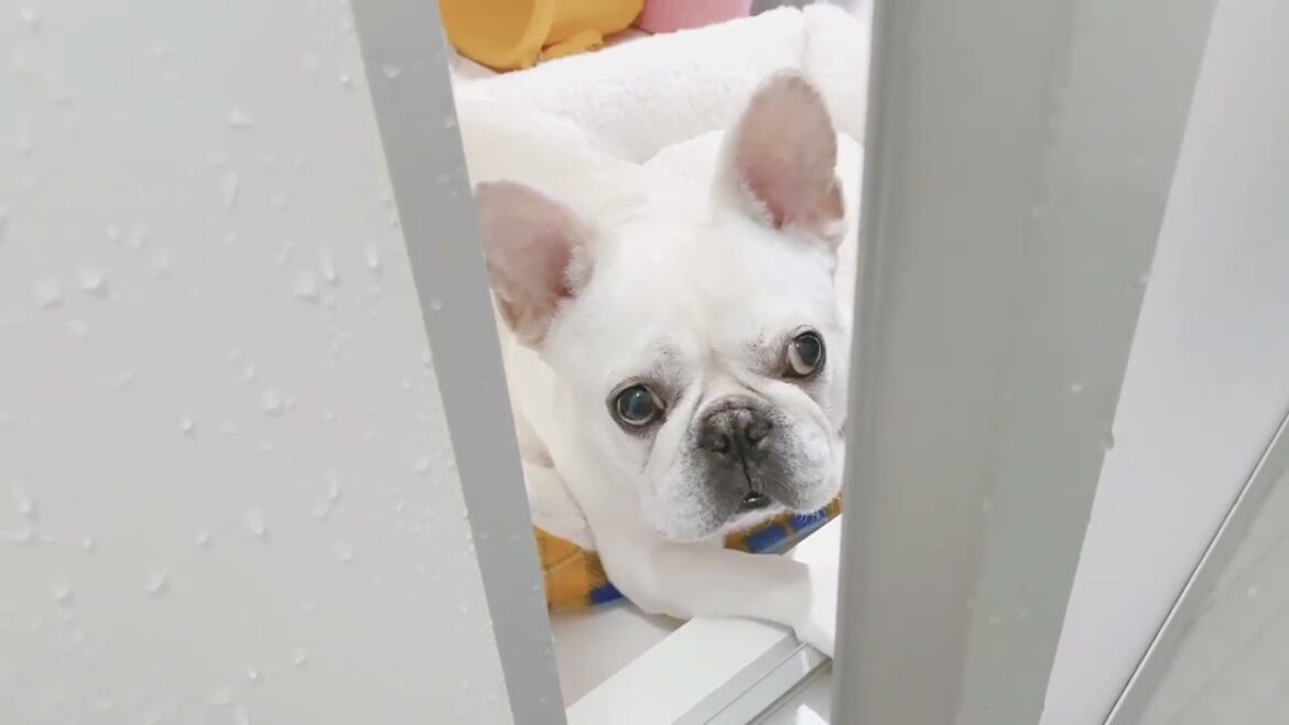 今日も扉の向こうに...いた【フレンチブルドッグ frenchbulldog】