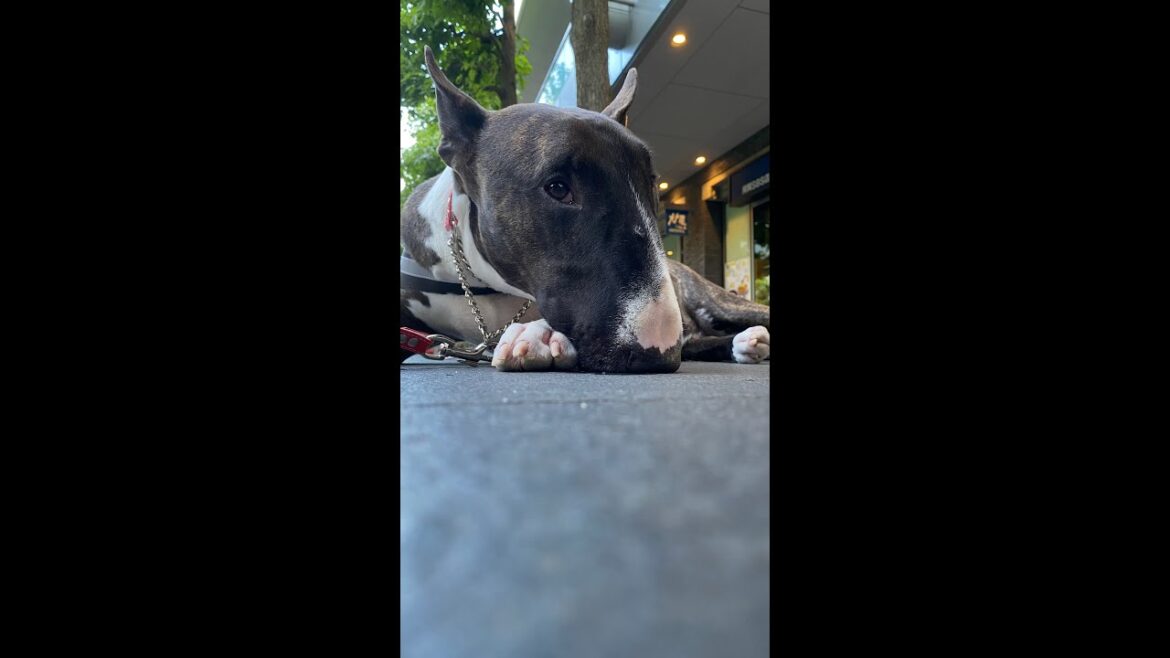 【犬のブルテリア】たま　用賀の泉で癒される #shorts