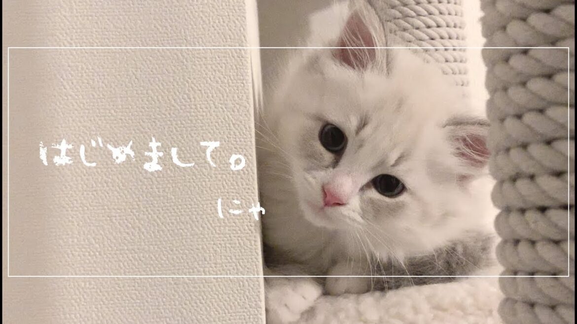 【猫】サイベリアンの子猫がめちゃくちゃかわいい。 【猫】サイベリアンの子猫がめちゃくちゃかわいい。