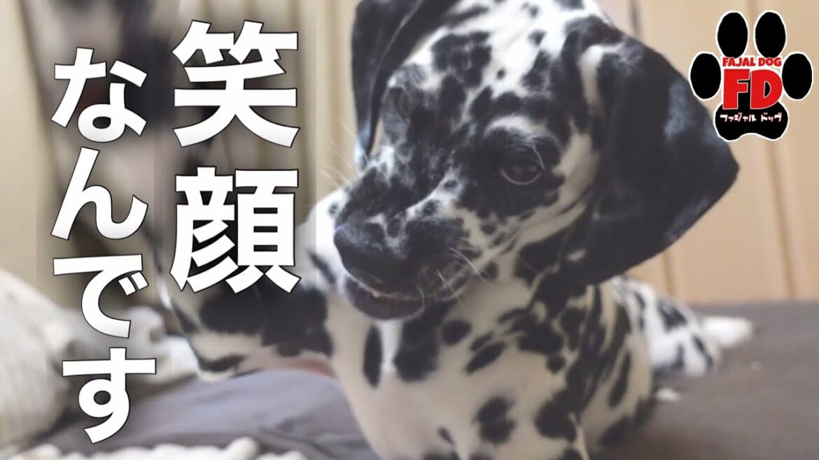【貴重】撮影に成功！これがダルメシアン・スマイル！