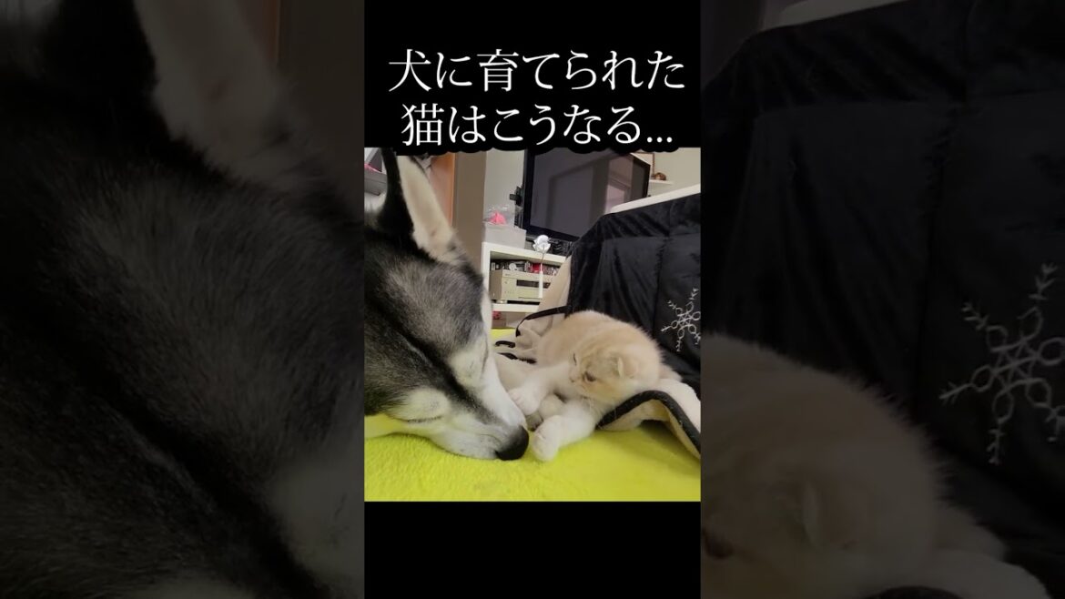どうしても犬の鼻を触りたかった子猫がかわいい...#shorts